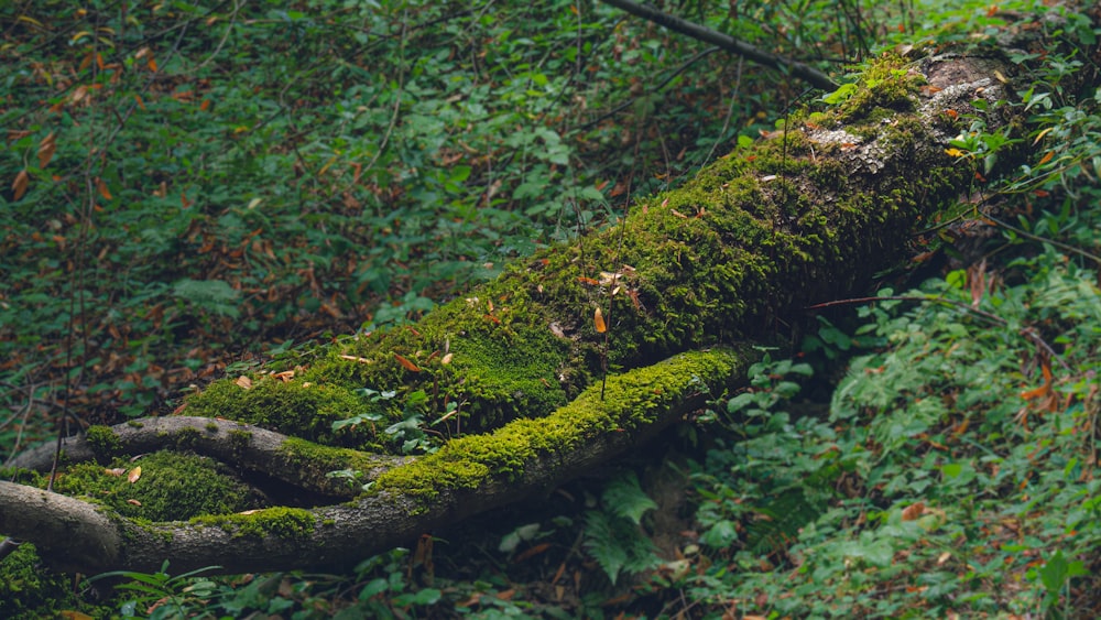 a moss covered log in the middle of a forest