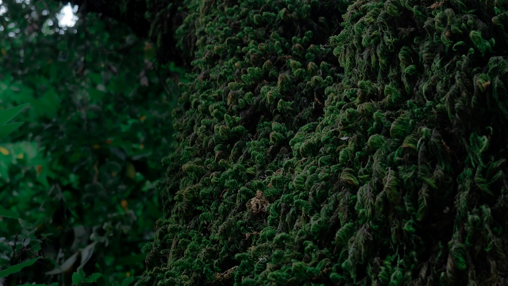 a close up of a mossy tree in a forest