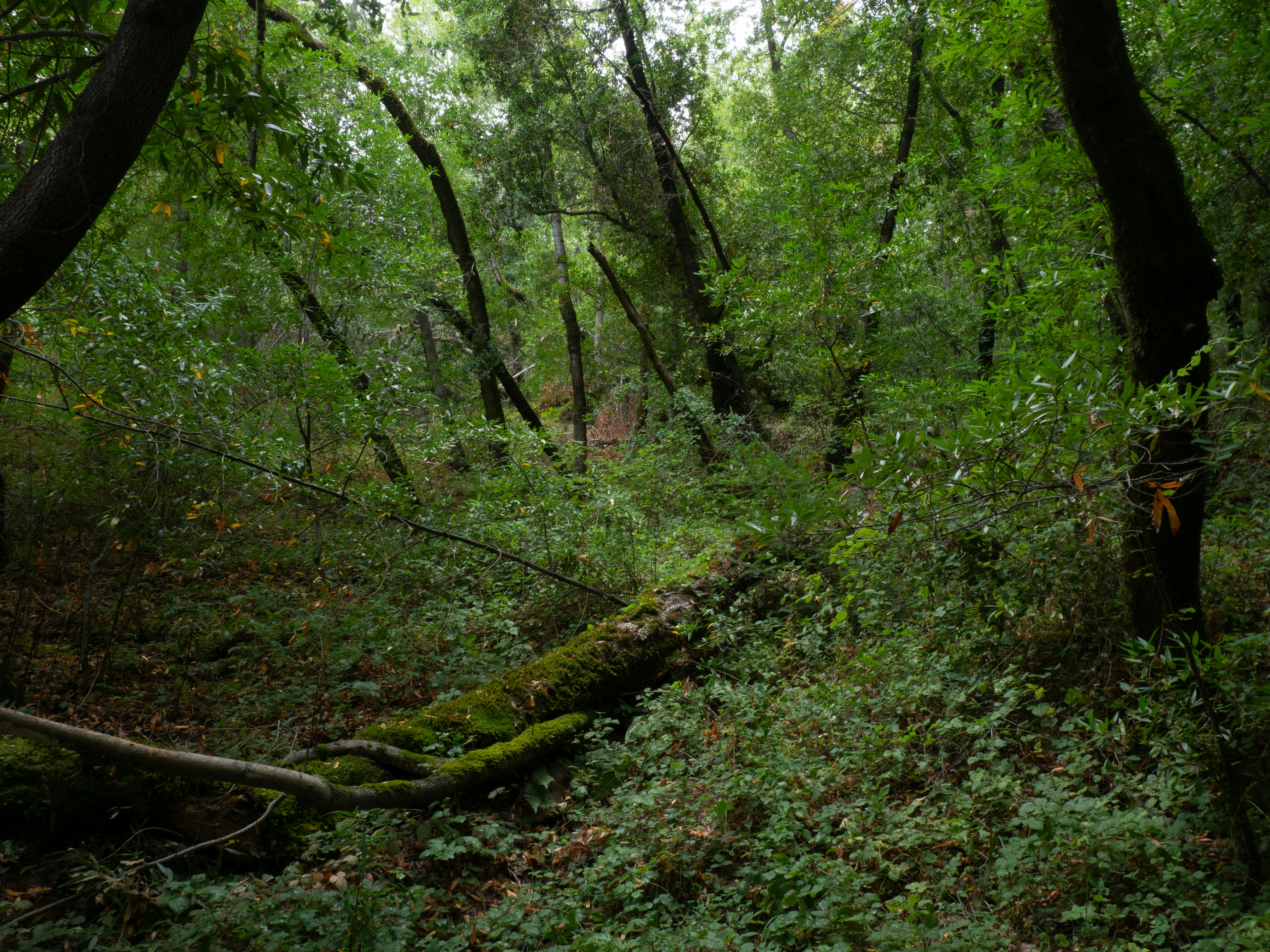 Photo by sohan_shingade