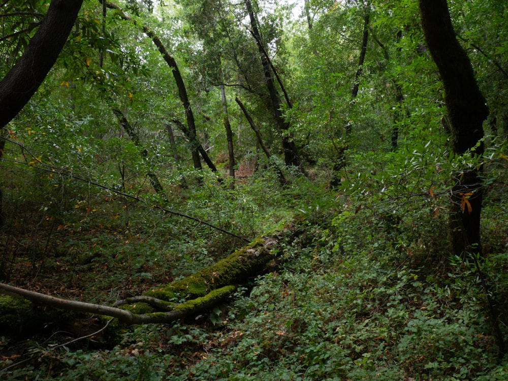 a forest filled with lots of green trees