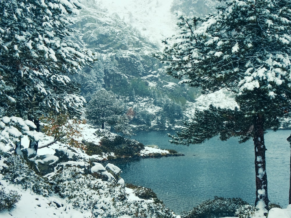 um lago cercado por árvores cobertas de neve