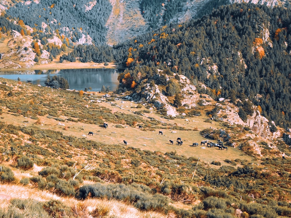 a herd of animals grazing on a lush green hillside