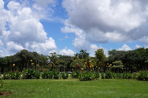 A lush green park landscape with neatly trimmed grass and vibrant flowering plants in the foreground. The sky is expansive, filled with fluffy white clouds scattered across a bright blue backdrop. Tall trees with dense foliage form a backdrop, providing a natural contrast with the open sky.