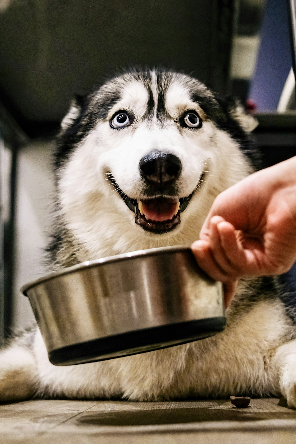 a husky dog eating out of a metal bowl