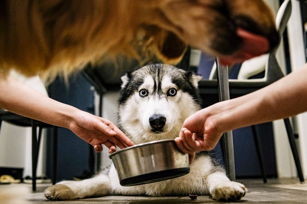 a dog sitting on the floor with a person feeding it