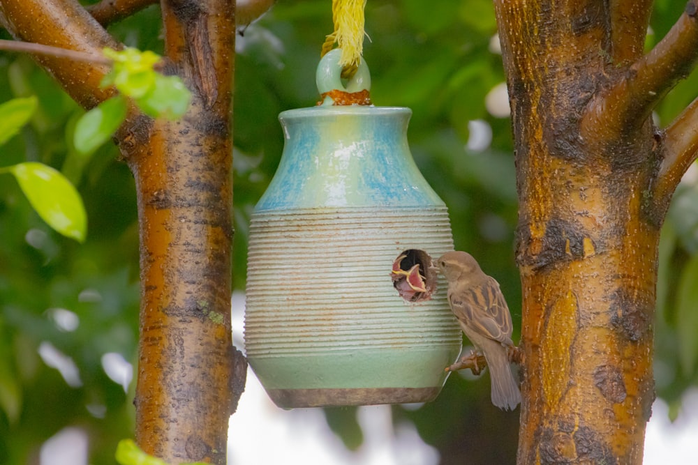 a bird that is sitting on a bird feeder