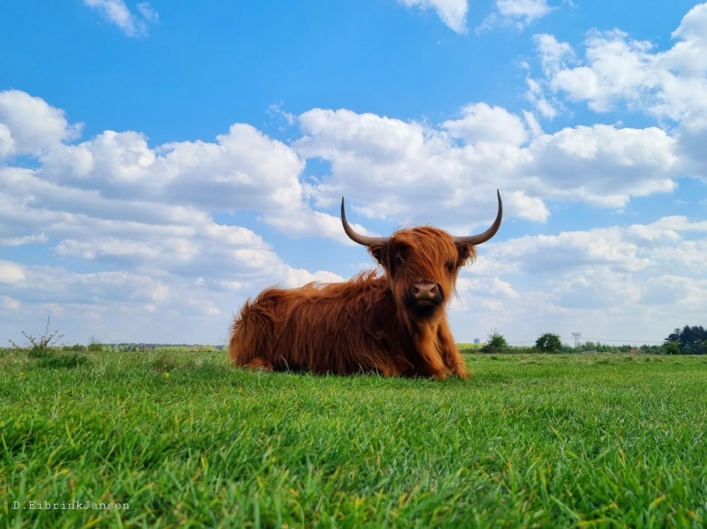 a brown cow laying on top of a lush green field