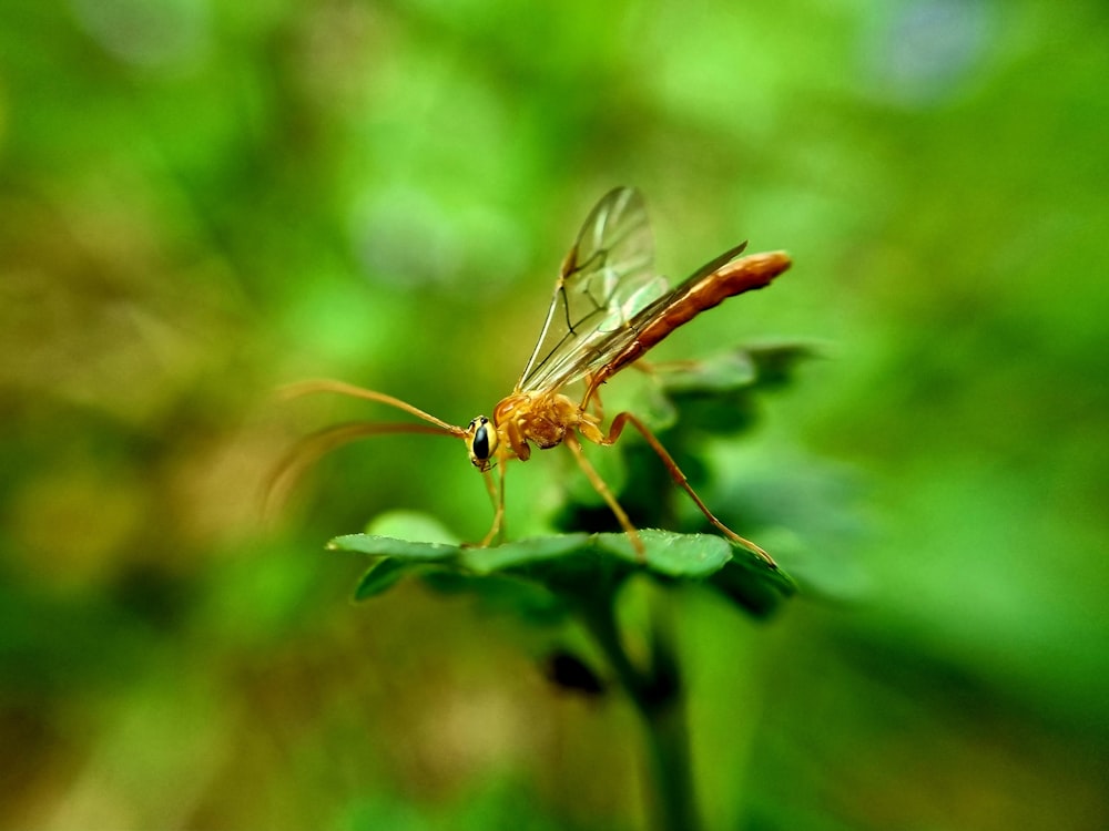 a mosquito sitting on top of a green leaf