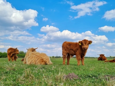 Several Highland cows are in a grassy field under a bright blue sky with scattered clouds. The cows have long, shaggy reddish-brown fur and some are standing while others are lying down, creating a serene pastoral scene.