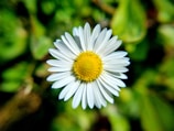 a close up of a white and yellow flower