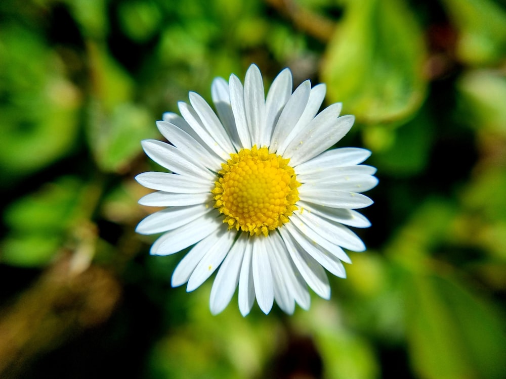 a close up of a white and yellow flower