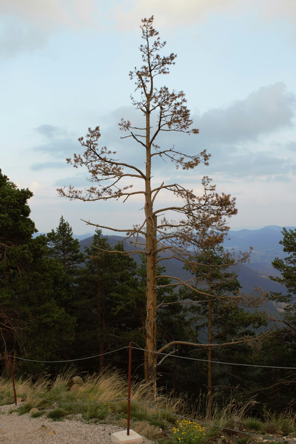 a tall tree sitting on top of a lush green hillside