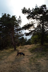 A grassy trail winds through a forest with tall pine trees on either side. A small dog, wearing a harness, is sniffing the ground as it explores the path. The sunlight filters through the branches, creating a serene and natural setting.