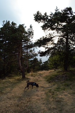 Braden consulting a trail map while Cuzco sniffs wildflowers along a shaded path.