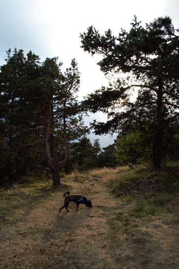 A grassy trail winds through a forest with tall pine trees on either side. A small dog, wearing a harness, is sniffing the ground as it explores the path. The sunlight filters through the branches, creating a serene and natural setting.
