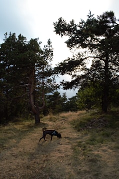 A grassy trail winds through a forest with tall pine trees on either side. A small dog, wearing a harness, is sniffing the ground as it explores the path. The sunlight filters through the branches, creating a serene and natural setting.