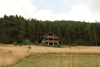 Close-up of a rustic wooden cabin nestled among tall pine trees
