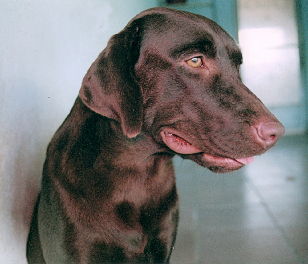 a large brown dog sitting on top of a tile floor