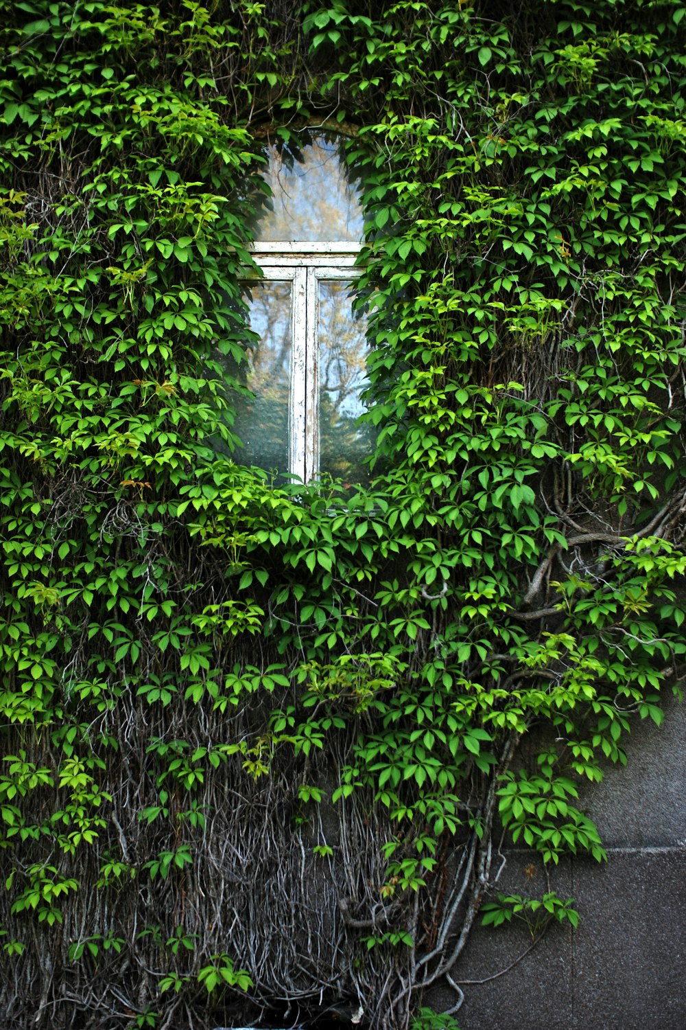 a window in a wall covered in vines
