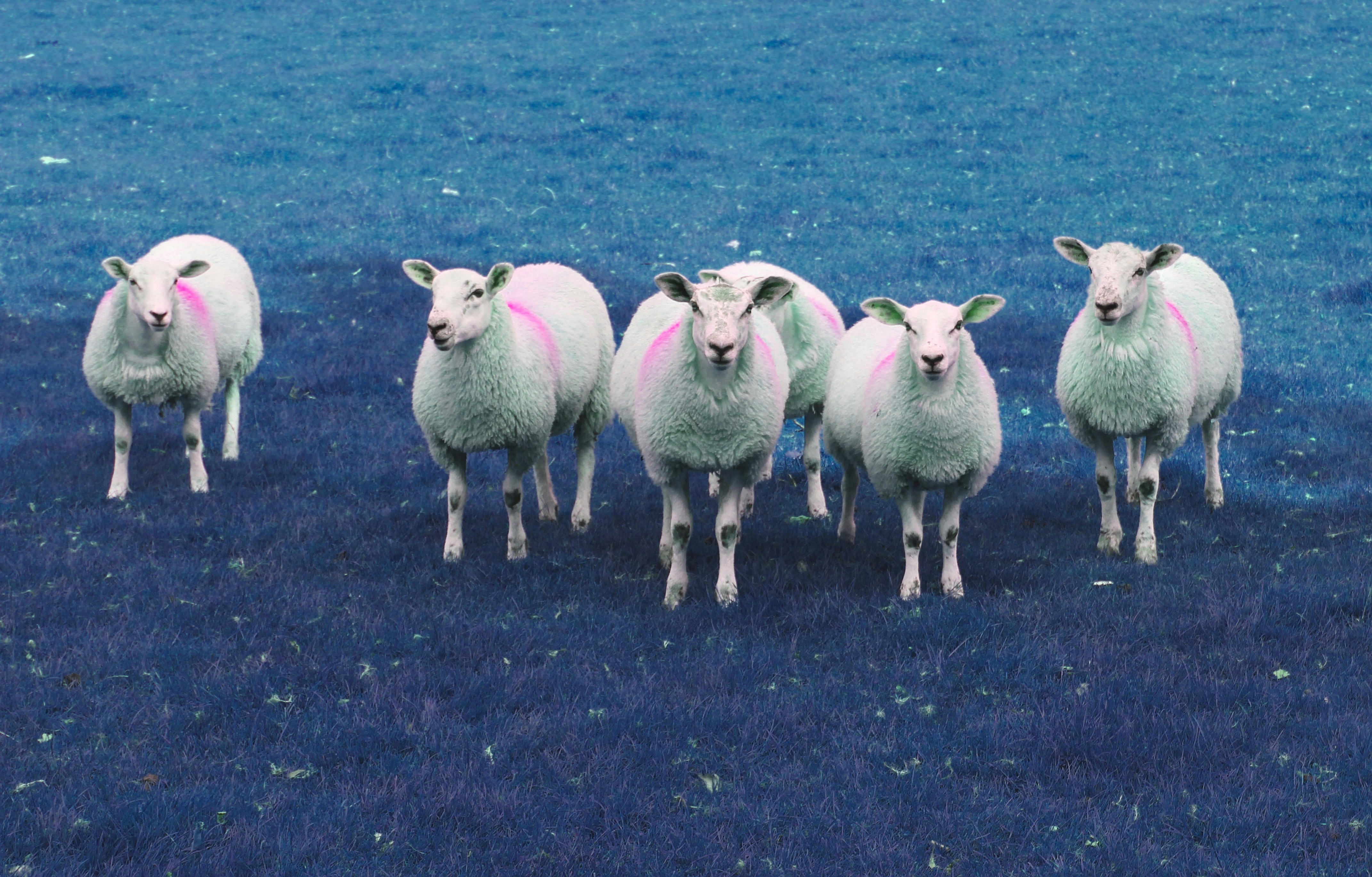 a herd of sheep walking across a lush green field