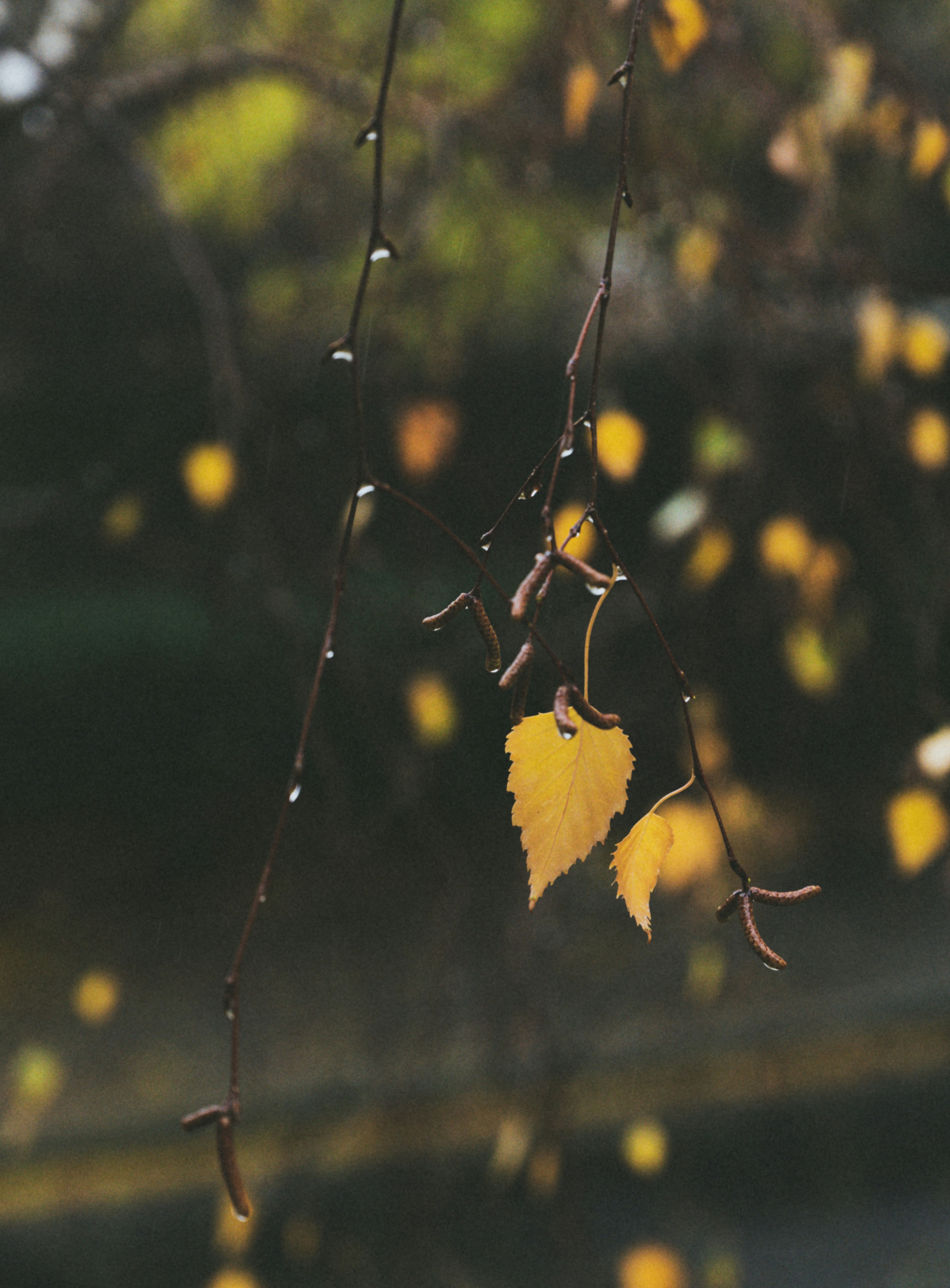 Photo by faitheraser