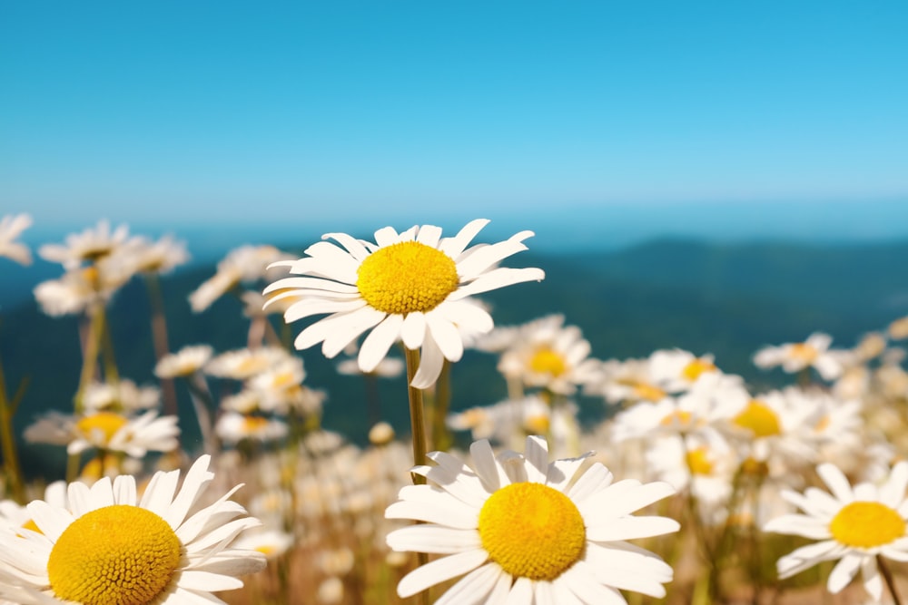 a field full of white and yellow flowers