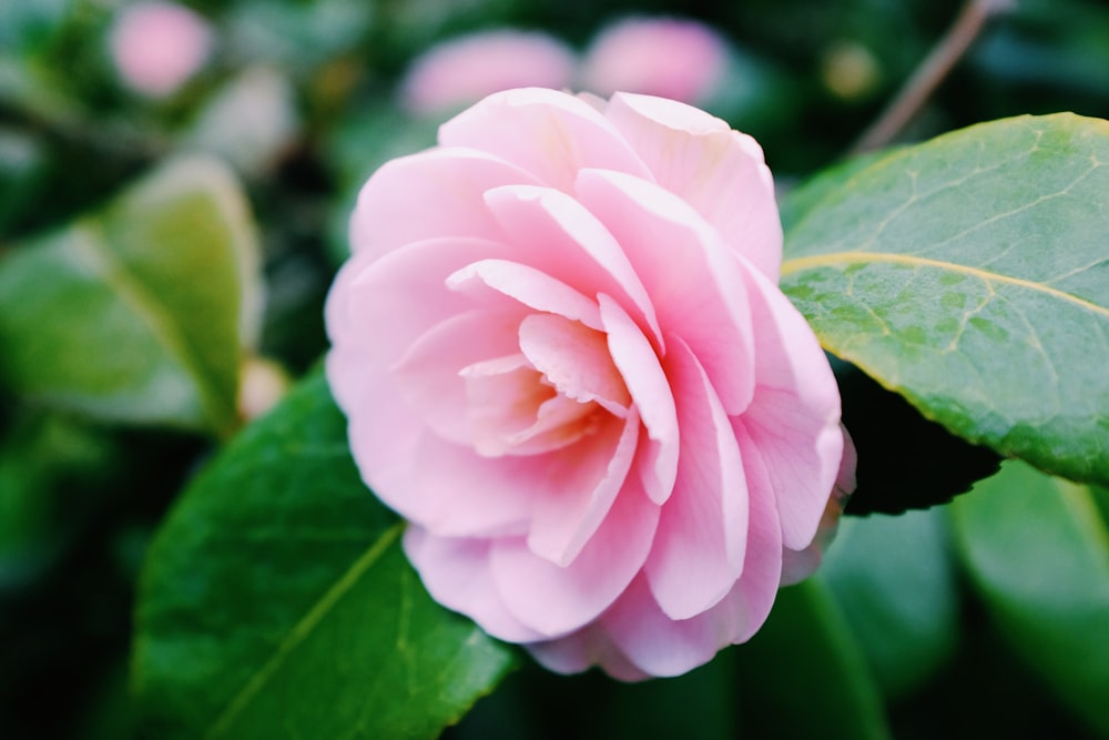 a pink flower with green leaves in the background