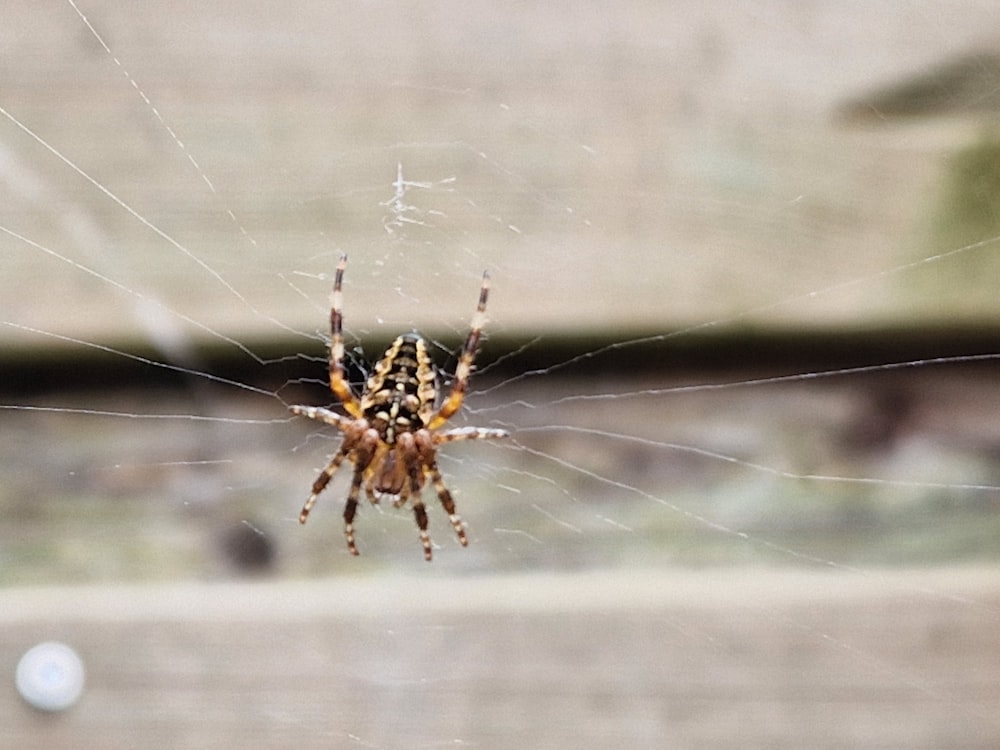 Gros plan d’une araignée sur une toile