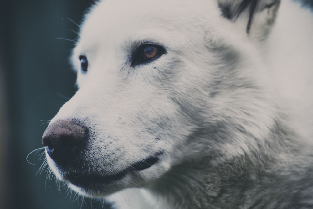 a close up of a white dog with blue eyes