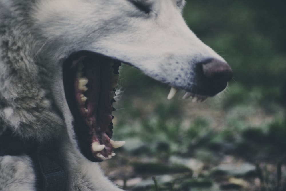 a close up of a dog with its mouth open