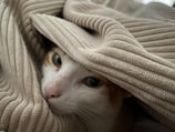 A curious cat peeking out from behind a cozy blanket.