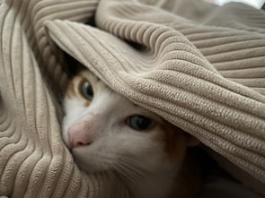 A curious cat peeking out from behind a cozy blanket.