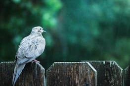 Fire perched gracefully on a wooden fence, gazing into the distance.
