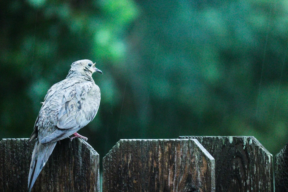 a bird sitting on top of a wooden fence