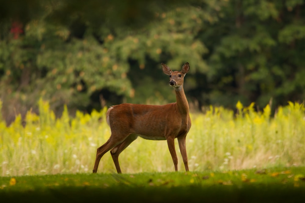 a deer standing in a field of tall grass