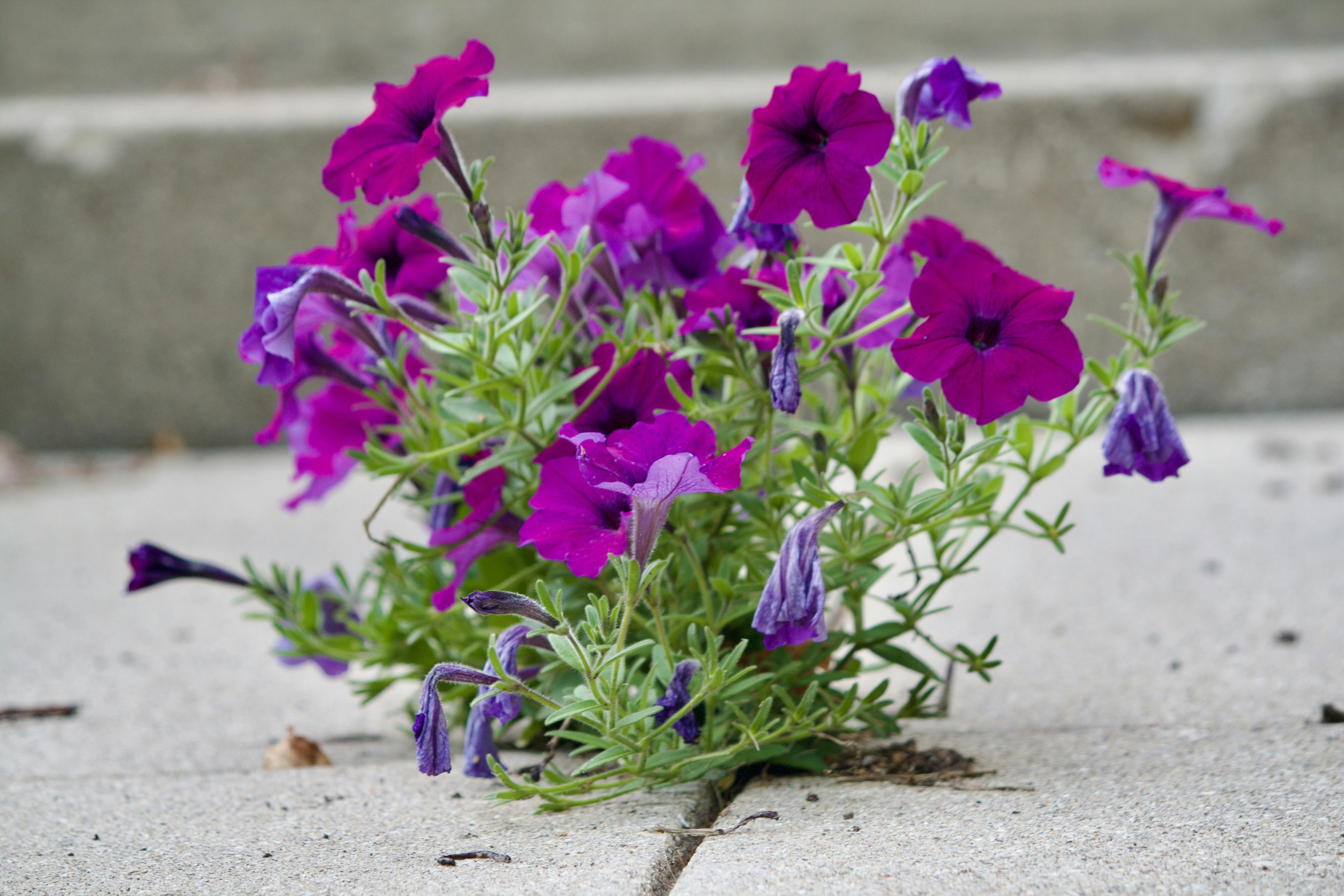 Photo by midkiffaries