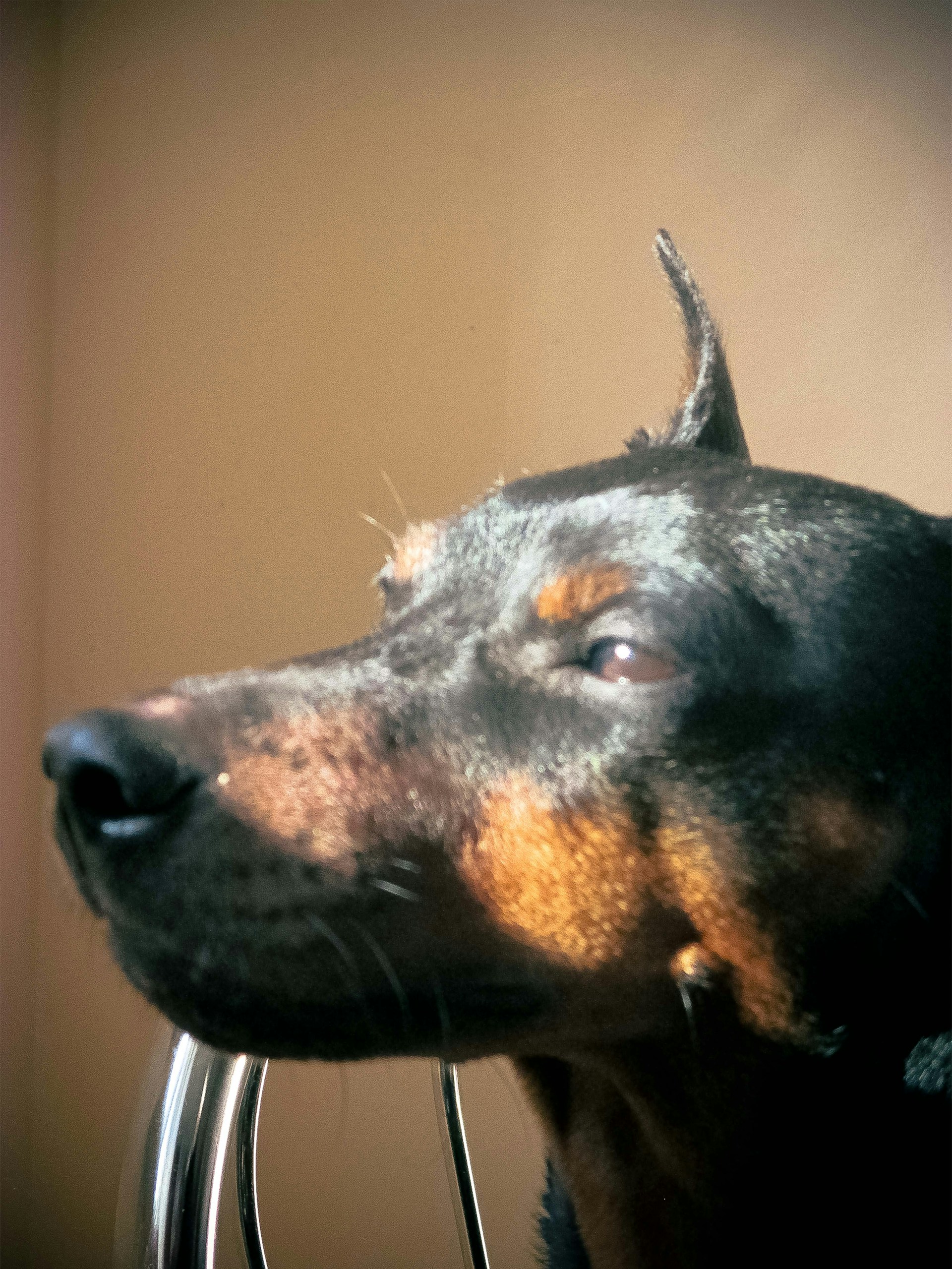 A happy dog with a shiny coat enjoying a relaxing brush session under warm natural light.