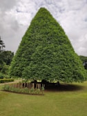 A large, conical tree fills the central view, with lush green foliage extending almost to the ground. There are visible stakes supporting young plants at the base. The background reveals a cloudy sky and additional greenery. Several people are sitting on the ground under the tree, shielded from the sun.