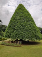A large, conical tree fills the central view, with lush green foliage extending almost to the ground. There are visible stakes supporting young plants at the base. The background reveals a cloudy sky and additional greenery. Several people are sitting on the ground under the tree, shielded from the sun.