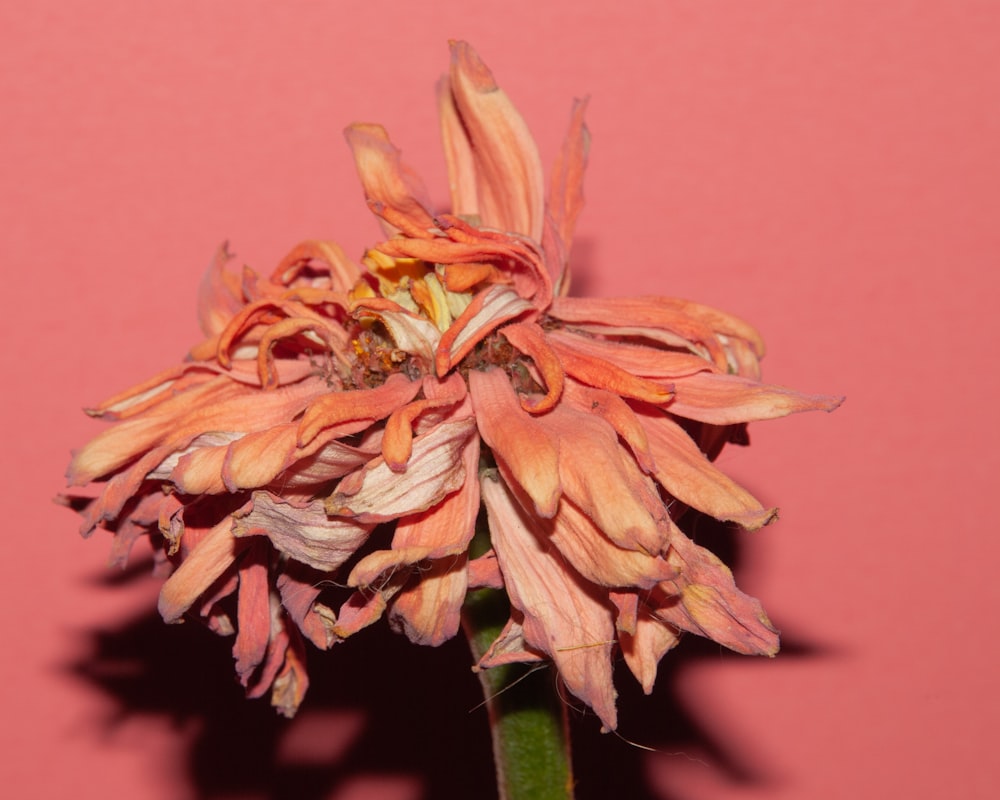 a close up of a flower on a pink background