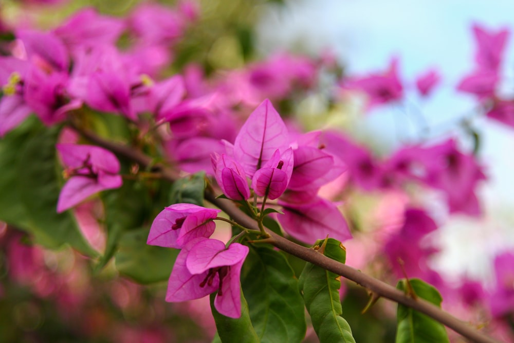 purple flowers are blooming on a tree branch