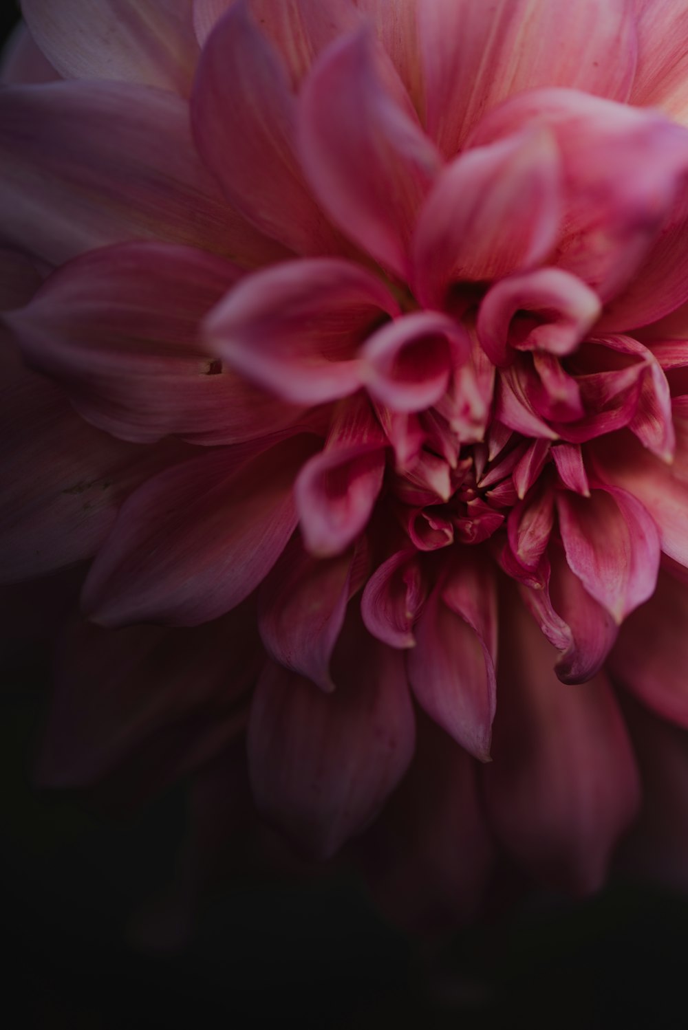 a close up of a pink flower on a black background