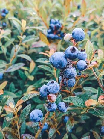 Fresh blueberries glistening with morning dew in a vibrant green field