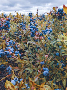 A vibrant blueberry field under a bright summer sky with a small team working together among the bushes.