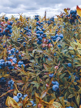 A vibrant blueberry field in Concordia with workers harvesting ripe berries under a clear blue sky.