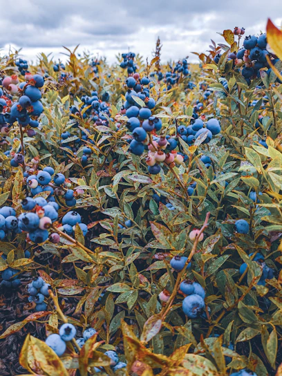 A vibrant blueberry field under a bright summer sky with a small team working together among the bushes.