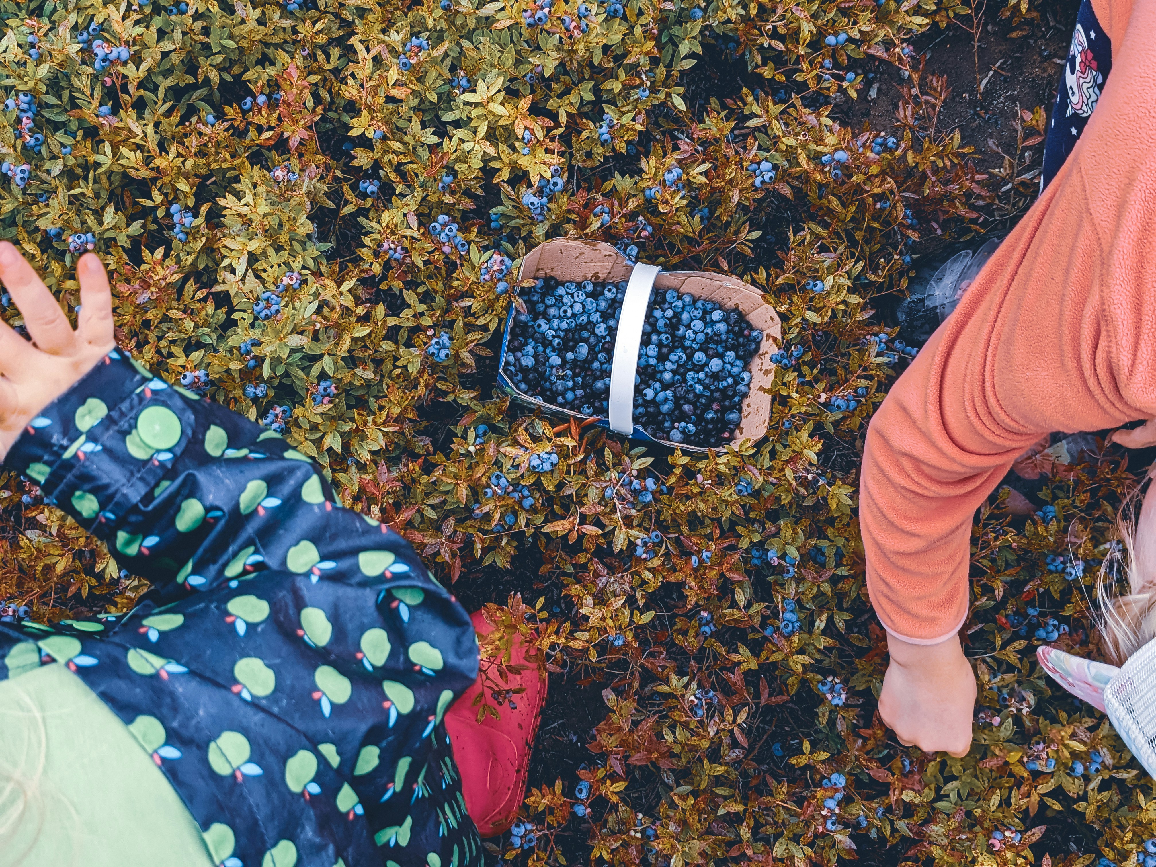 Jess Vancolen — customer review for The Blueberry Orchard PEI