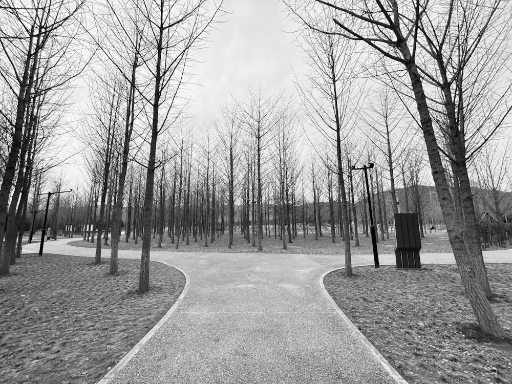 a black and white photo of a path in a park