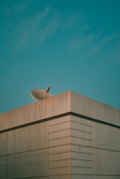 a bird is sitting on top of a building