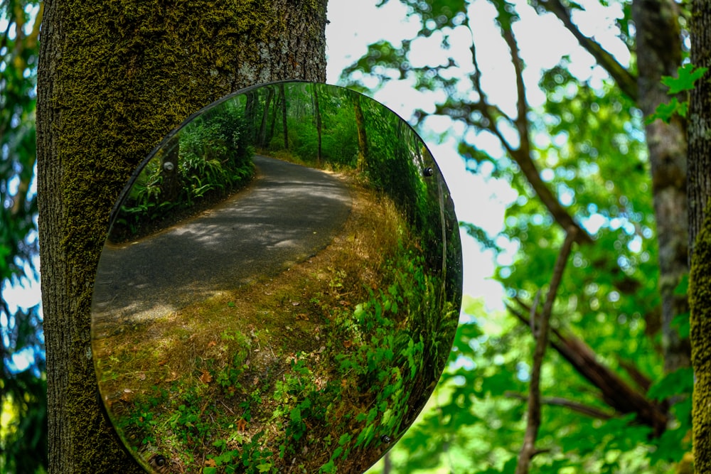 a mirror hanging from the side of a tree